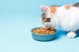 What is organic cat food
