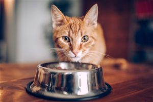 Are organic cat food better for my cat?