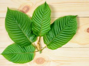 How to use Kratom for Alcohol Withdrawal