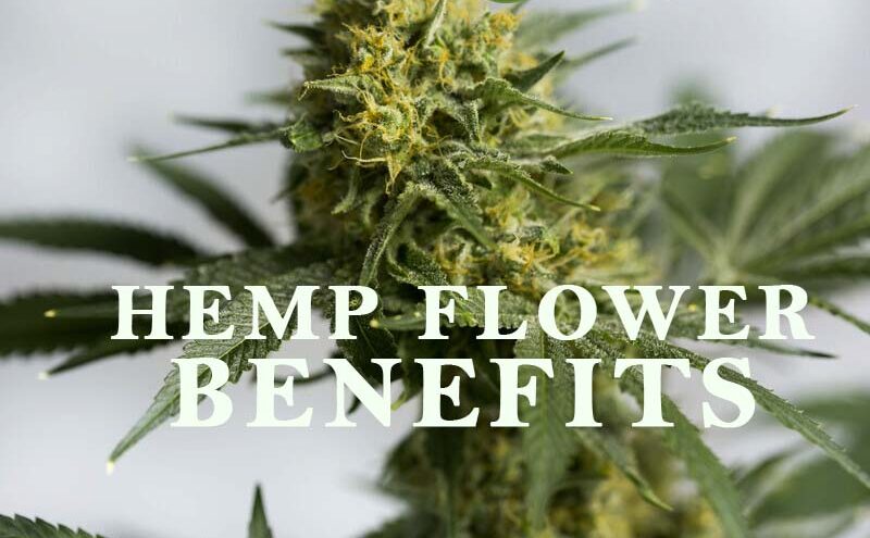 Things To Consider While Buying A CBD Hemp Flower