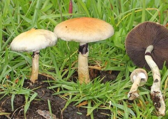 The Enigmatic World of Magic Mushrooms: A Deep Dive into the Science